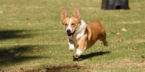 RIP Cheddar Holt: ‘Brooklyn Nine-Nine’ scenes show he was a good dog ...