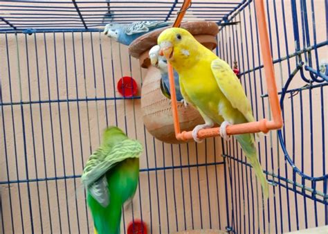 7 Best Bird Perches: The Ultimate Buying Guide