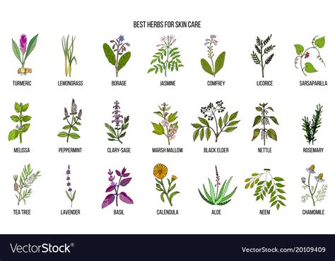 Collection of best herbs for skin care Royalty Free Vector