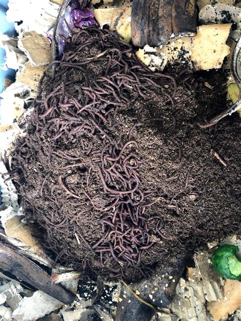 1000 Red Composting Worm Mix - Uncle Jim's Worm Farm