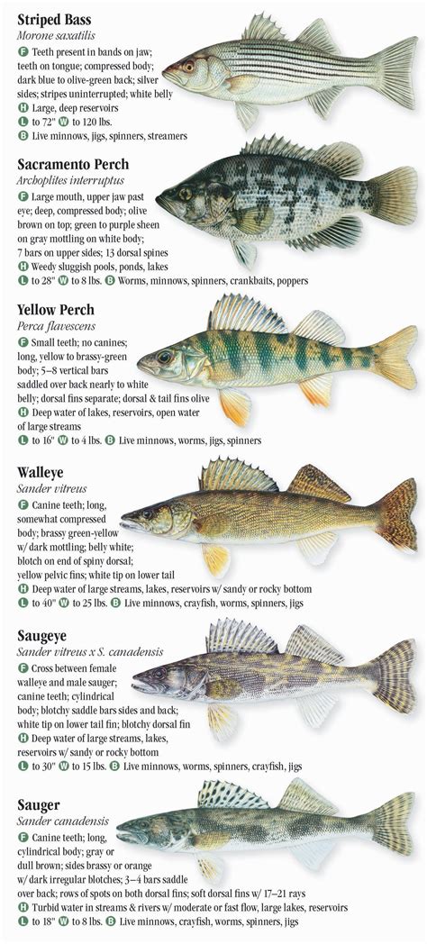 Freshwater Fishes of the Southern Rocky Mountains – Quick Reference Publishing Retail