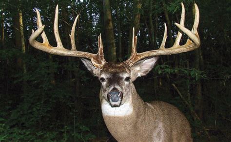 Massive Ontario Buck Sends Shock Wave Through Province - North American ...