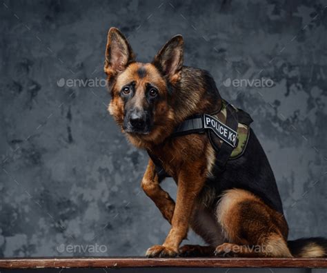 Police german shepherd with uniform against dark background Stock Photo ...