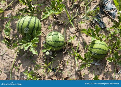 Watermelon Farm. Royalty Free Stock Photos - Image: 34774788