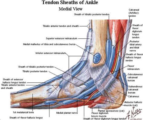 Posterior Tibial Tendon Insufficiency (PTTI) - Foot & Ankle - Orthobullets