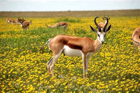 16 Awesome Facts about Antelope - Fact City