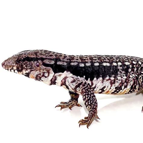 Argentine Tegu Morph & Hybrid List - Pets With Scales