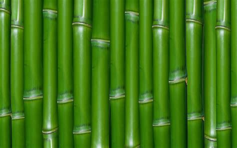 Download Nature Bamboo HD Wallpaper