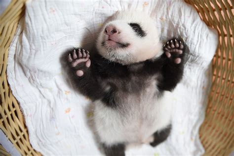 GRAND FORMAT - Préparez-vous à fondre devant ces bébés pandas, véritables espoirs de ...