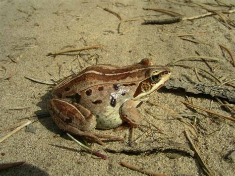 Calling for urban amphibian habitat connectivity - The Wildlife Society