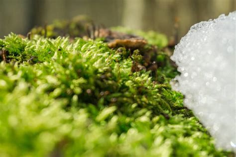 Arctic Moss Stock Photos, Pictures & Royalty-Free Images - iStock