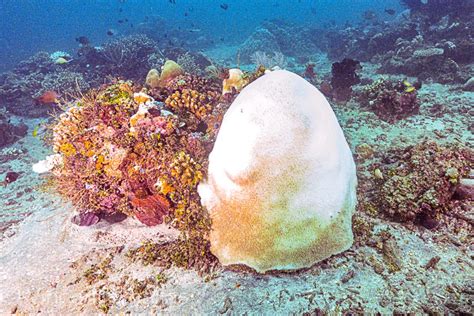 Mass coral bleaching in North Bali! - Ocean Gardener