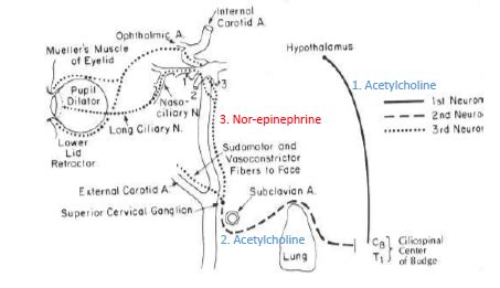 Horner Syndrome Sympathetic Pathway