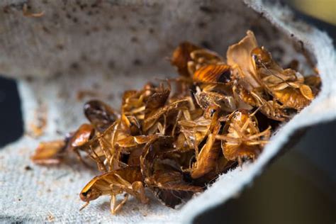 Dealing with Cockroach Infestation After A Professional Extermination ...