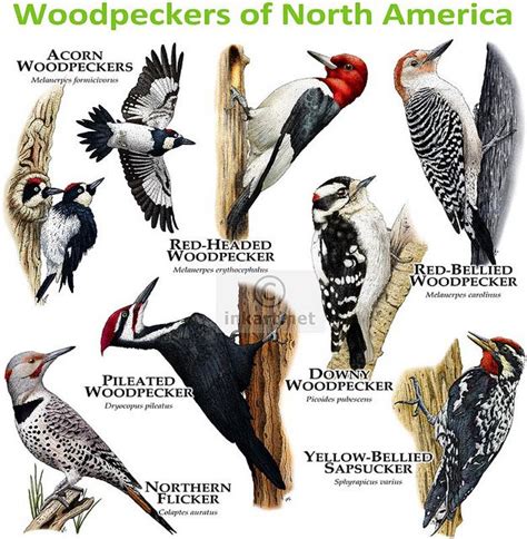 Woodpeckers of North America | Backyard birds watching, Wild birds ...