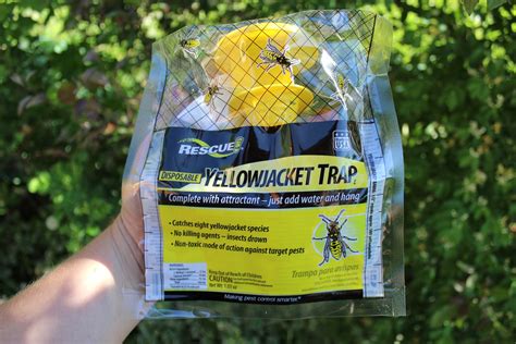 Best Wasp Traps