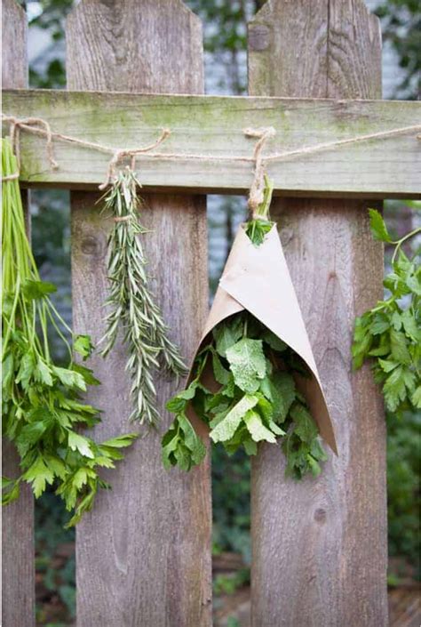 A Simple Guide to Drying Your Herbs | Hello Nest