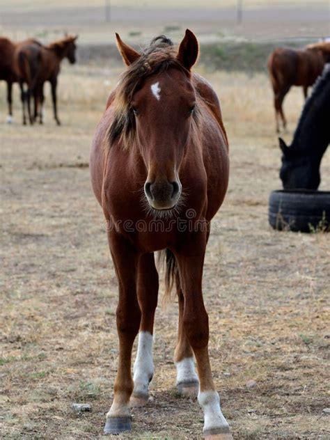 Kazakh Steppe Horse Portrait Stock Image - Image of mare, beautiful ...