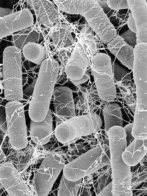 Bacillus Thuringiensis | Toxic Substances