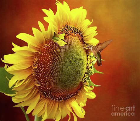 Hummingbird on a Sunflower Photograph by Warrena J Barnerd