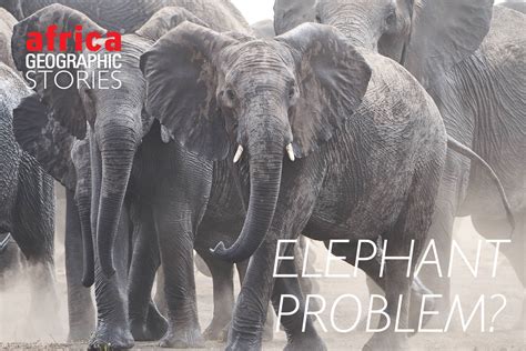 Do we have an elephant problem? - Africa Geographic