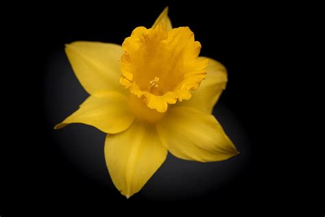 Free photo: Narcissus, Flower, Yellow Flower - Free Image on Pixabay - 1275546