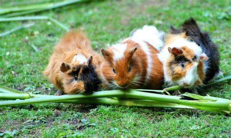 Should Guinea Pigs Eat Grass? (Hazards, How Much & More)