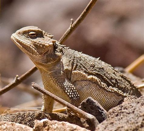 Horned Toad...... Haven't seen one in years though. | Toad, Country critters, Animals