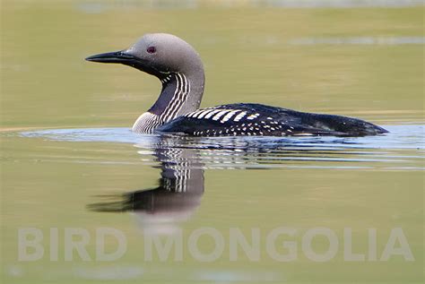 Arctic Loon(Gavia arctica) Bird Mongolia