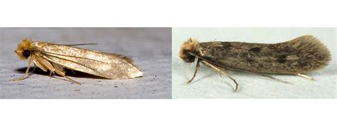 Clothes moths identification guide | Natural History Museum