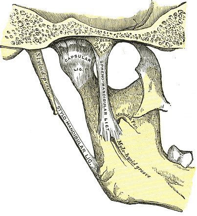 Stylomandibular ligament | Radiology Reference Article | Radiopaedia.org