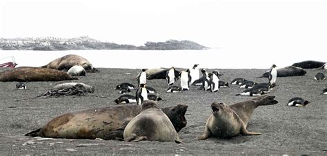 South Georgia Island: An Antarctic Hub for Wildlife Viewing