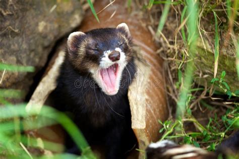 European Polecat stock image. Image of biting, mustele - 18132553