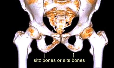 Sitz Bone or Sits Bones