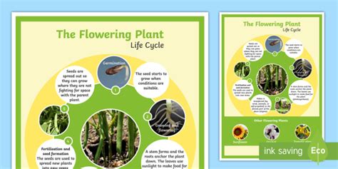 Flowering Plant Life Cycle Display Poster