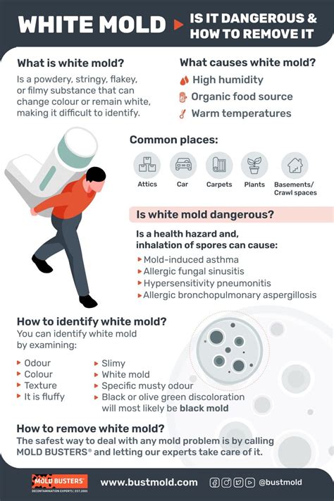 White Mold: Is It Dangerous & How to Remove It? - Mold Busters