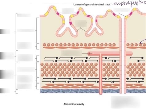 Lumen of gastrointestinal tract Diagram | Quizlet