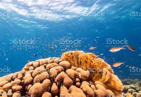 Beautiful Timorleste Underwater Pictures Stock Photo - Download Image ...