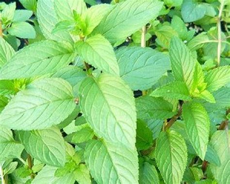 Black Stem Peppermint Mint live herb plant | Etsy | Plants, Planting herbs, Geranium plant