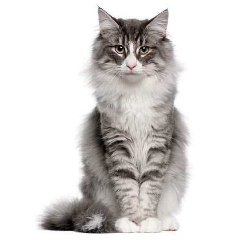 Norwegian Forest Cat Breed