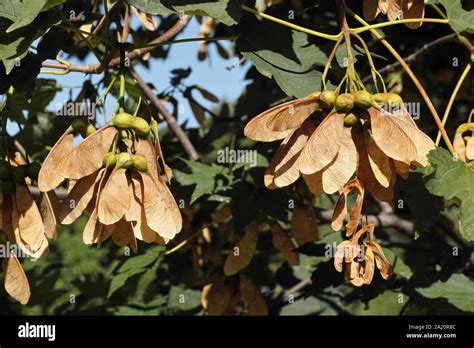 samaras, the winged seeds of sycamore maple Stock Photo - Alamy