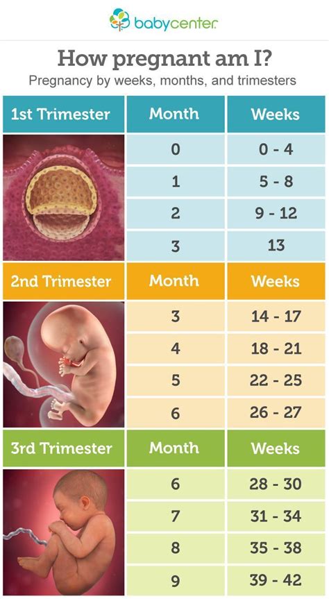 Really helpful chart on pregnancy by weeks, months and trimesters ...