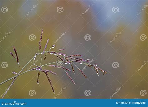 Closeup Sage Brush Plant in Fall Covered with Water Drops. Stock Photo - Image of cluster, green ...