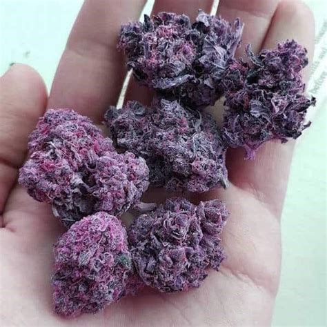 Purple Weed Seeds For Sale at Seedsupreme