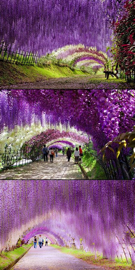 Fascinating Look at the Wisteria Flower Tunnel in Japan - TechEBlog