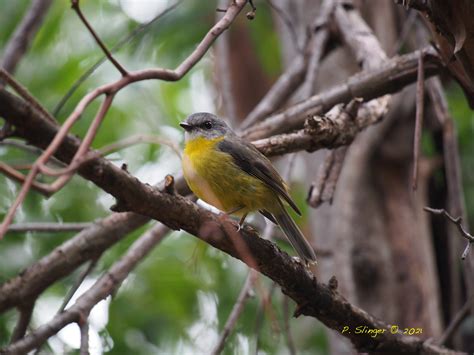 What’s Lurking In Your Backyard? – #39 Eastern Yellow Robin – Habitat ...