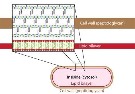 Unraveling the Mystery of Spirochete Growth | Yale Scientific Magazine