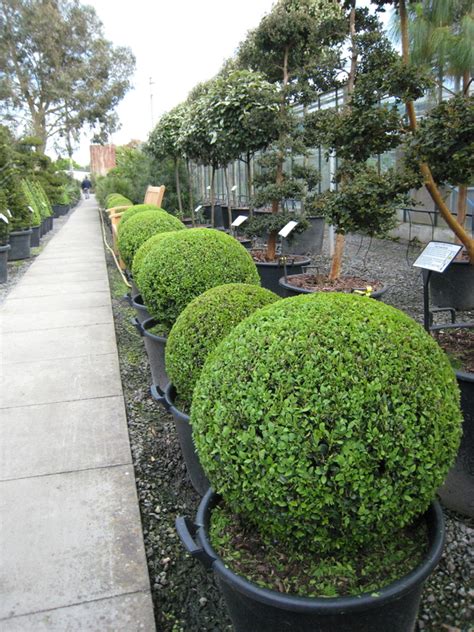 Buy Buxus sempervirens (Common Box) - Architectural Plants