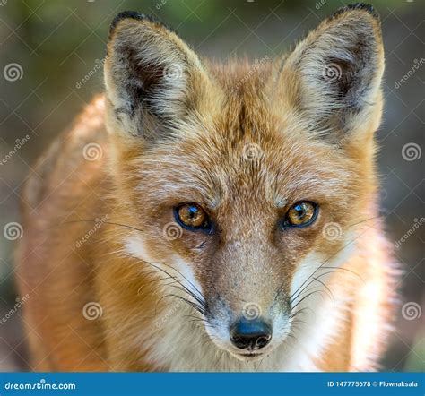 Wild Red Fox Close Up Facial Portrait Stock Photo - Image of predator, sunlight: 147775678