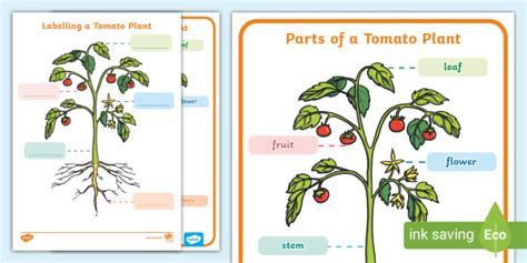 Parts of a Tomato Plant - KS1 - Science - Twinkl